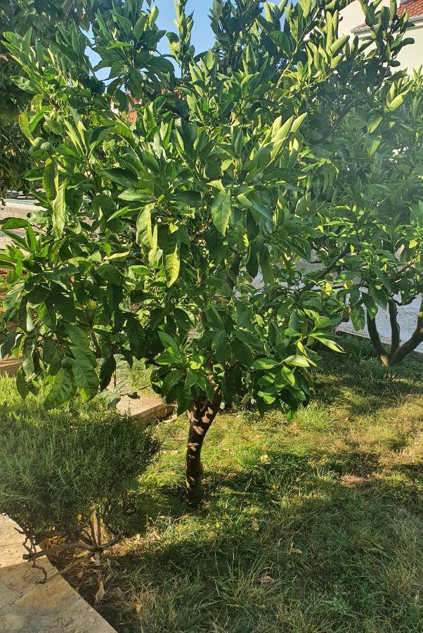 Apartman Maja Zadar Exteriör bild